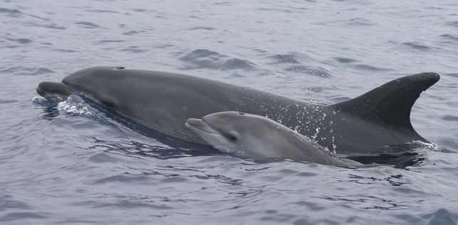 DelfinesLibres20181231