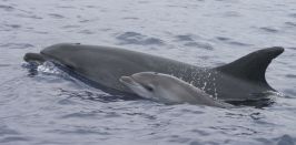 DelfinesLibres20181231